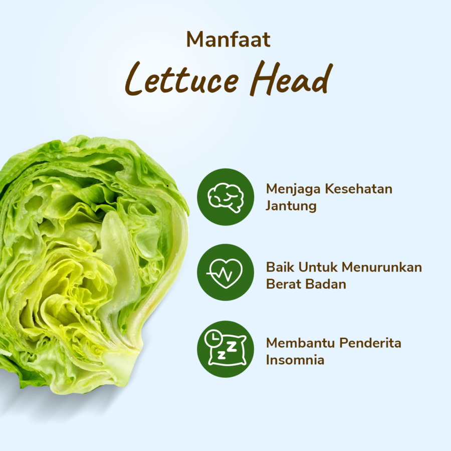 Lettuce Head Astro Farm 150gram