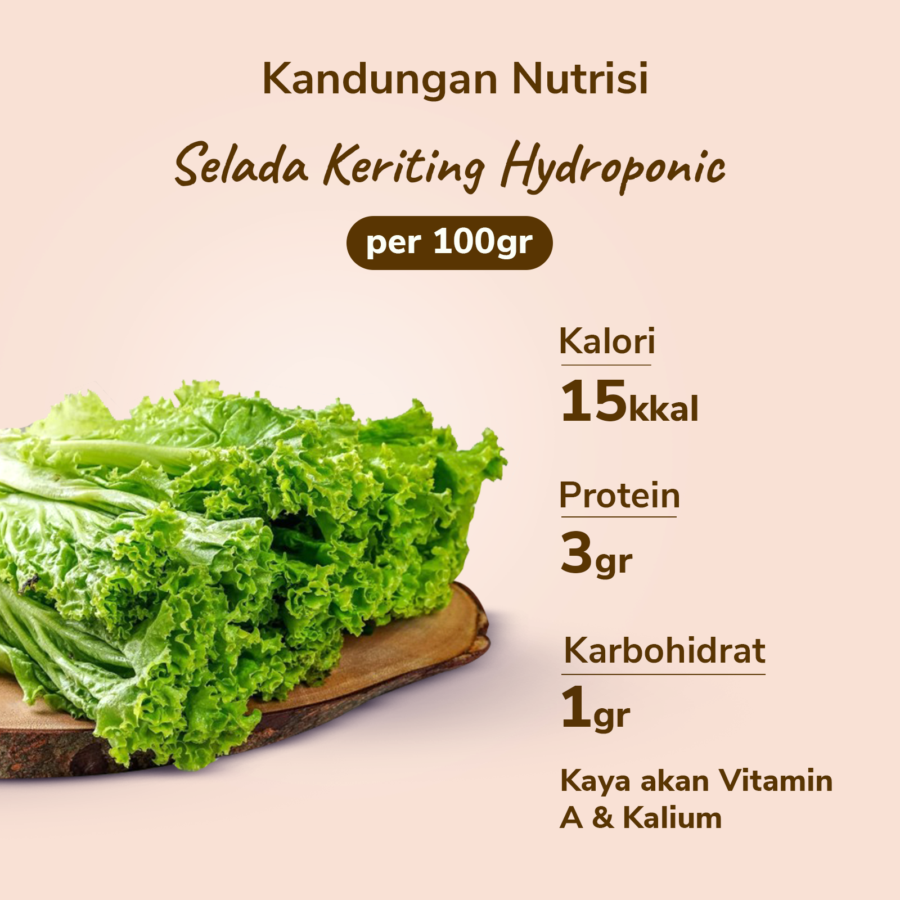 Selada Keriting Hydroponic Astro Farm 100gram