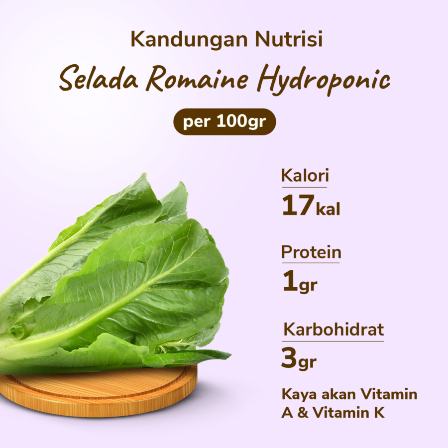 Selada Romaine Hydroponic Astro Farm 100gram