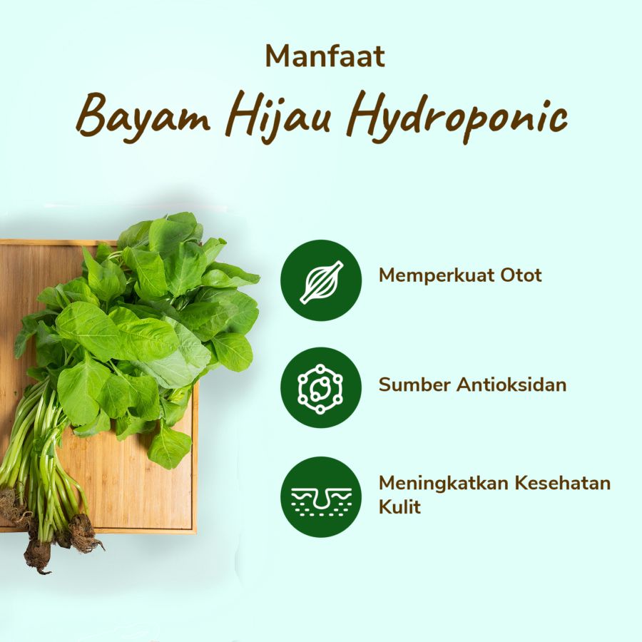 Bayam Hijau Hydroponic Astro Farm 200gram