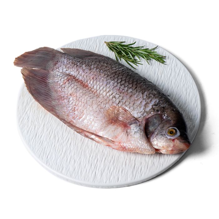 Ikan Gurame Wild Caught