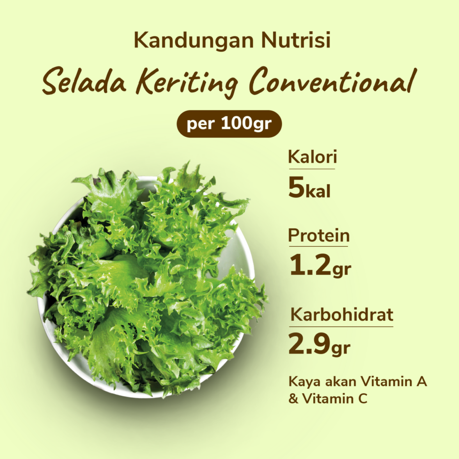 Selada Keriting Konvensional Astro Farm 100gram