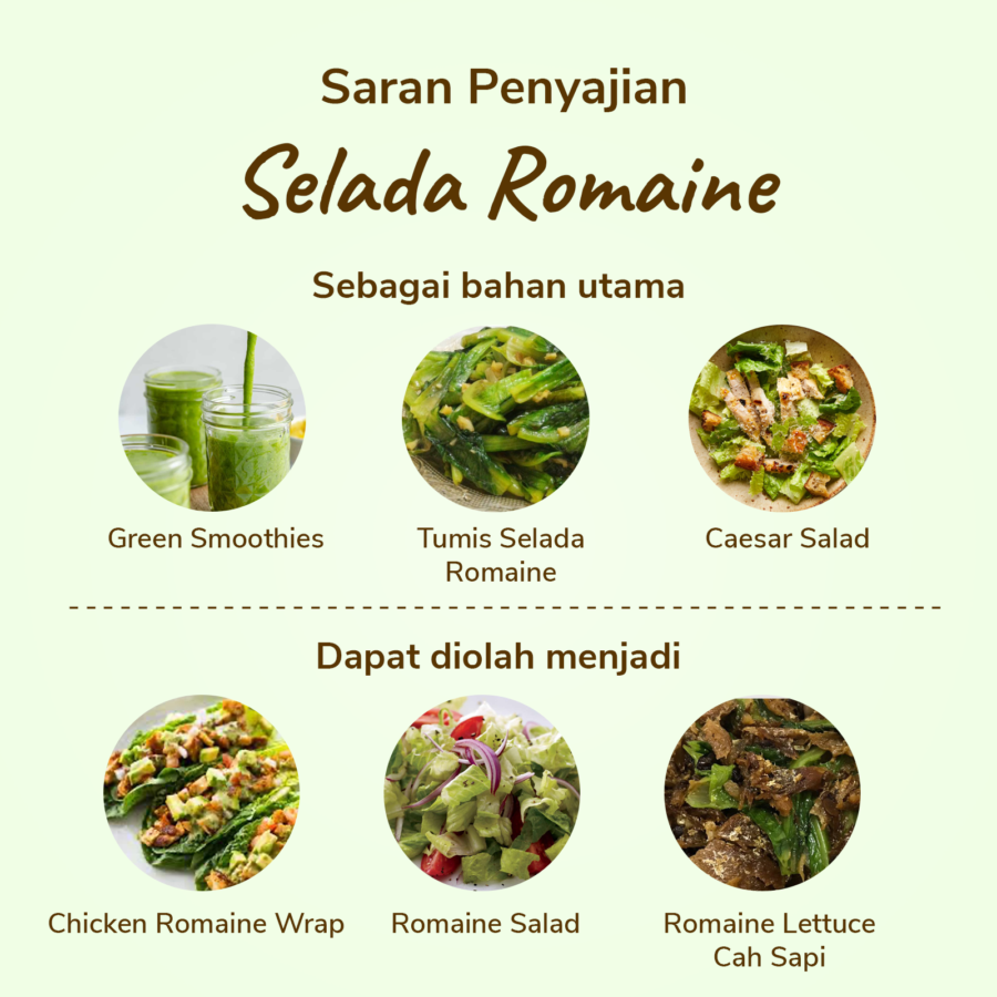 Selada Romaine Konvensional Astro Farm 100gram