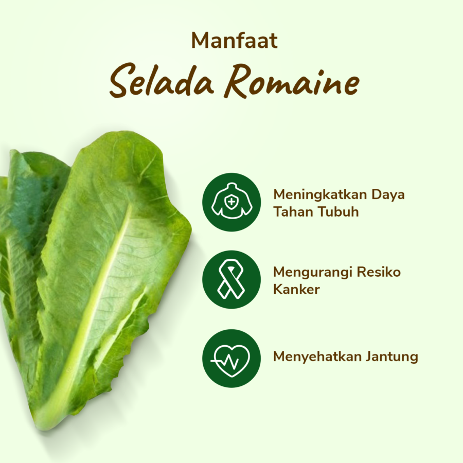 Selada Romaine Konvensional Astro Farm 100gram