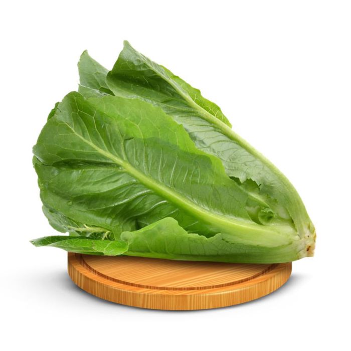 Selada Romaine Hydroponic Astro Farm