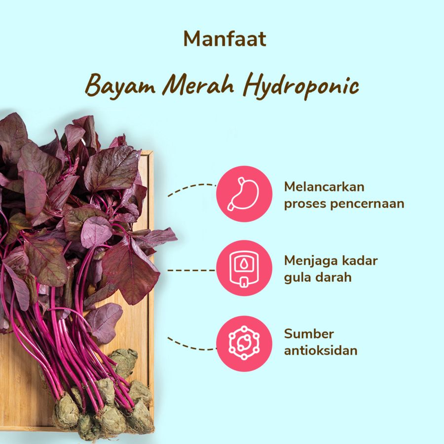 Bayam Merah Hydroponic Astro Farm 200gram
