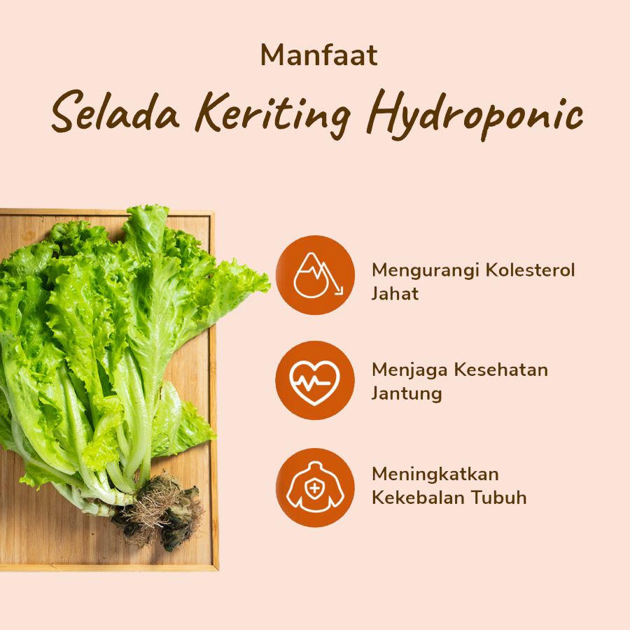 Selada Keriting Hydroponic Astro Farm 100gram