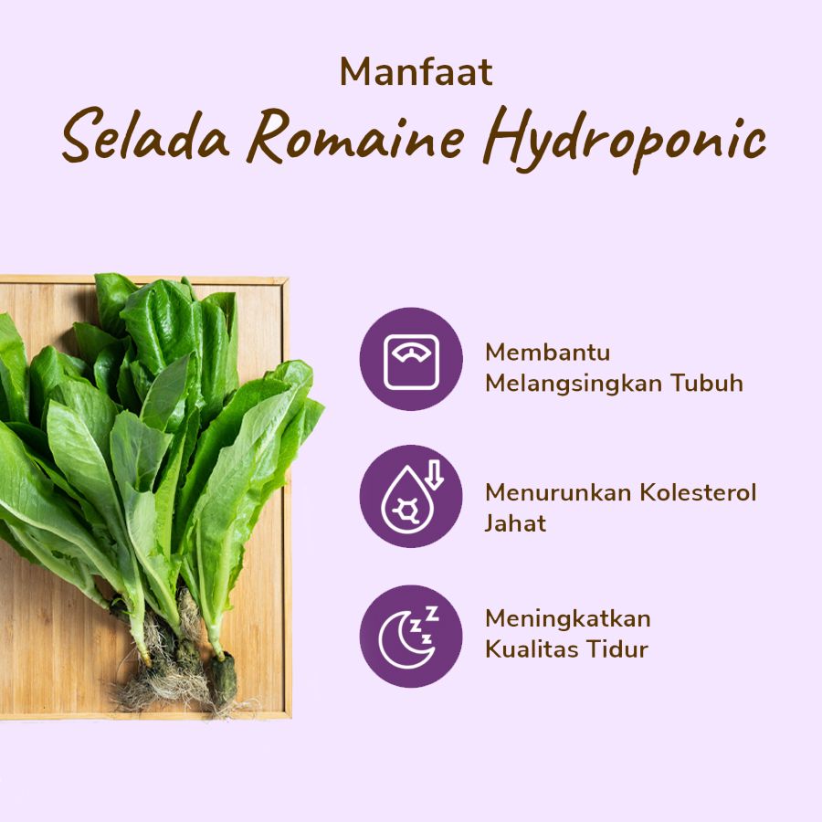 Selada Romaine Hydroponic Astro Farm 100gram
