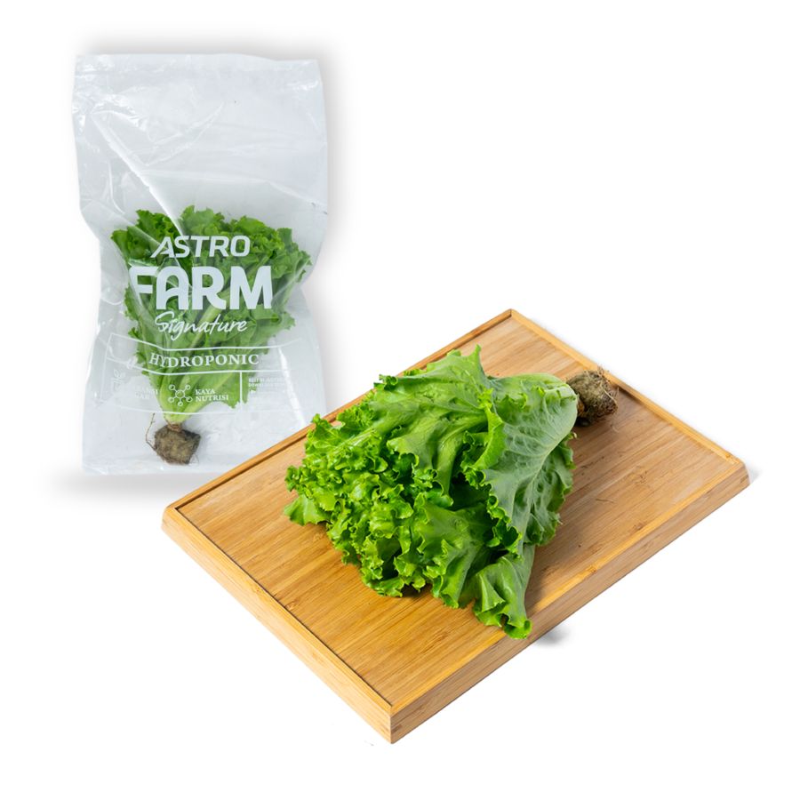 Selada Keriting Hydroponic Astro Farm 100gram