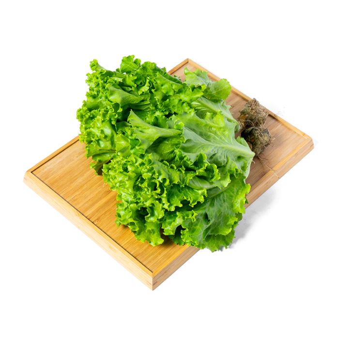 Selada Keriting Hydroponic Astro Farm
