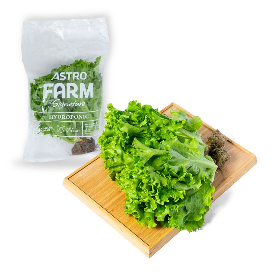 Selada Keriting Hydroponic Astro Farm 200gram