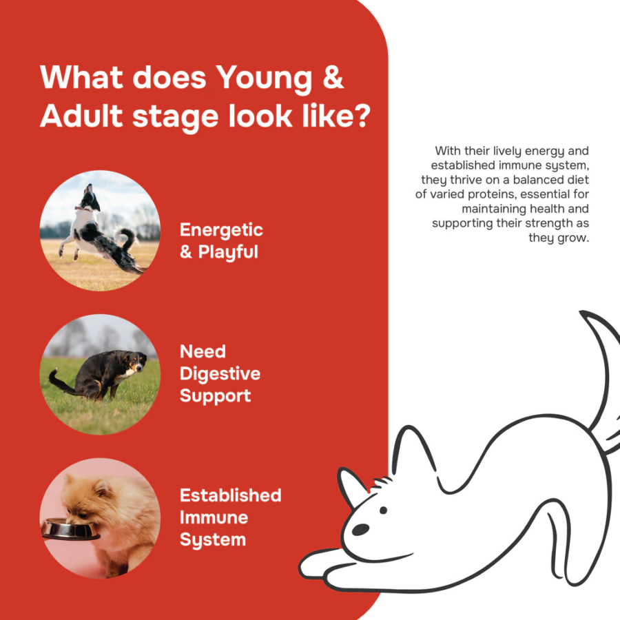 Pawmeals Freshly Cooked Chick'n Salmon Young & Adult Makanan Basah Anjing 500gram