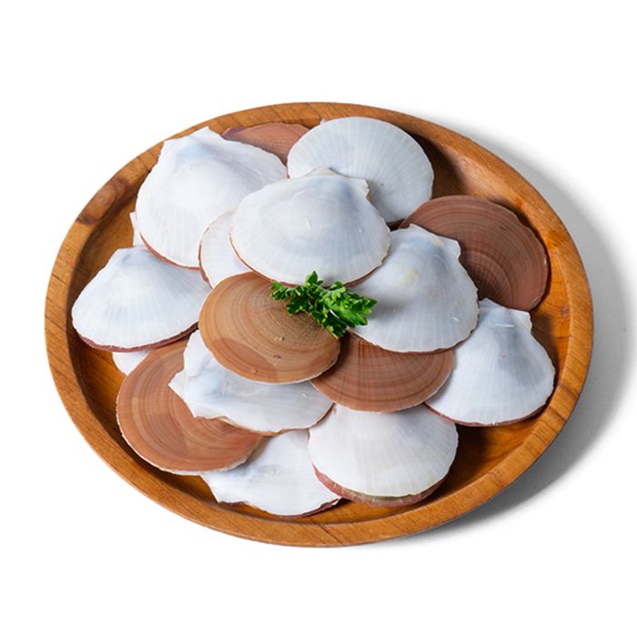 Kerang Simping Utuh Ekonomis