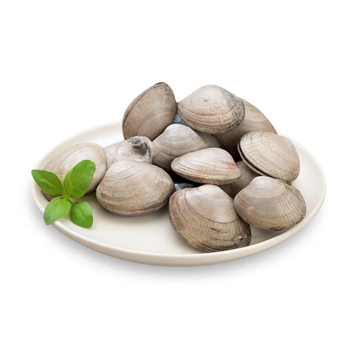 Kerang Kepa Utuh Astro Basics