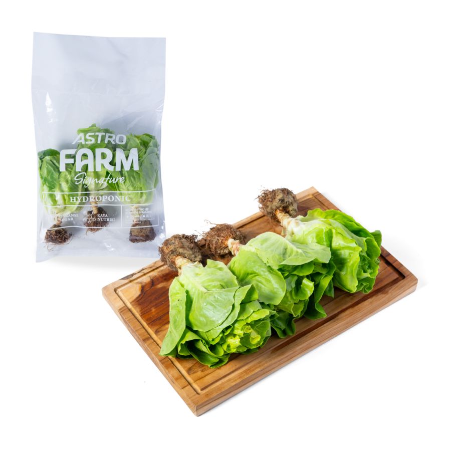 Selada Butterhead Hydroponic Astro Farm 250gram