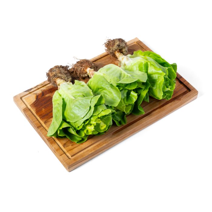 Selada Butterhead Hydroponic Astro Farm