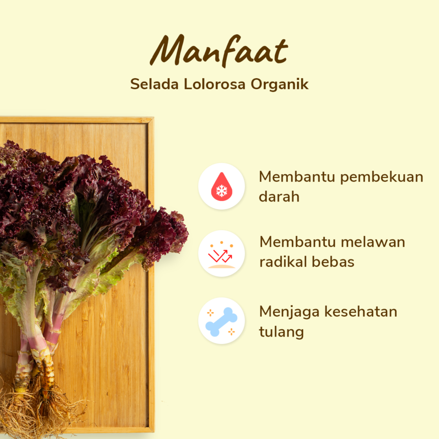 Selada Lolorosa Organik 200gram