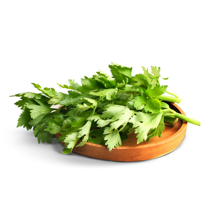 Daun Seledri Astro Farm