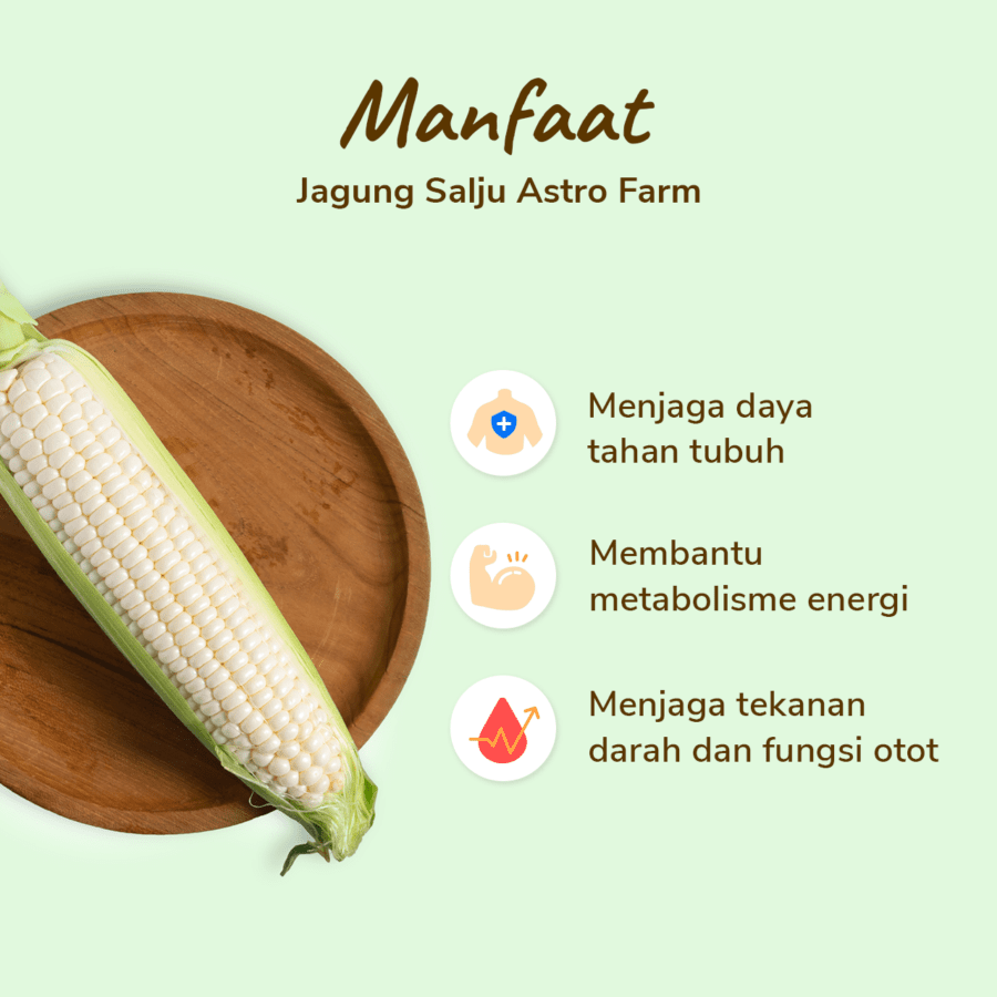 Jagung Salju Astro Farm 1 pcs 300-450gram