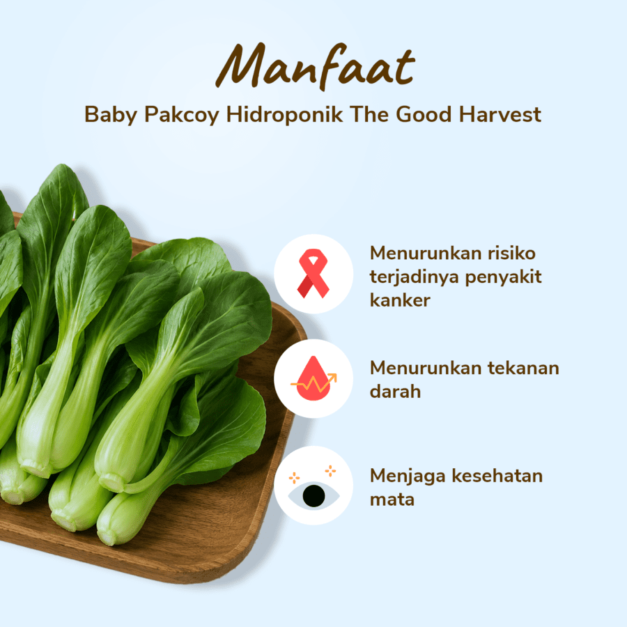 The Good Harvest Baby Pakcoy Hidroponik 250gram
