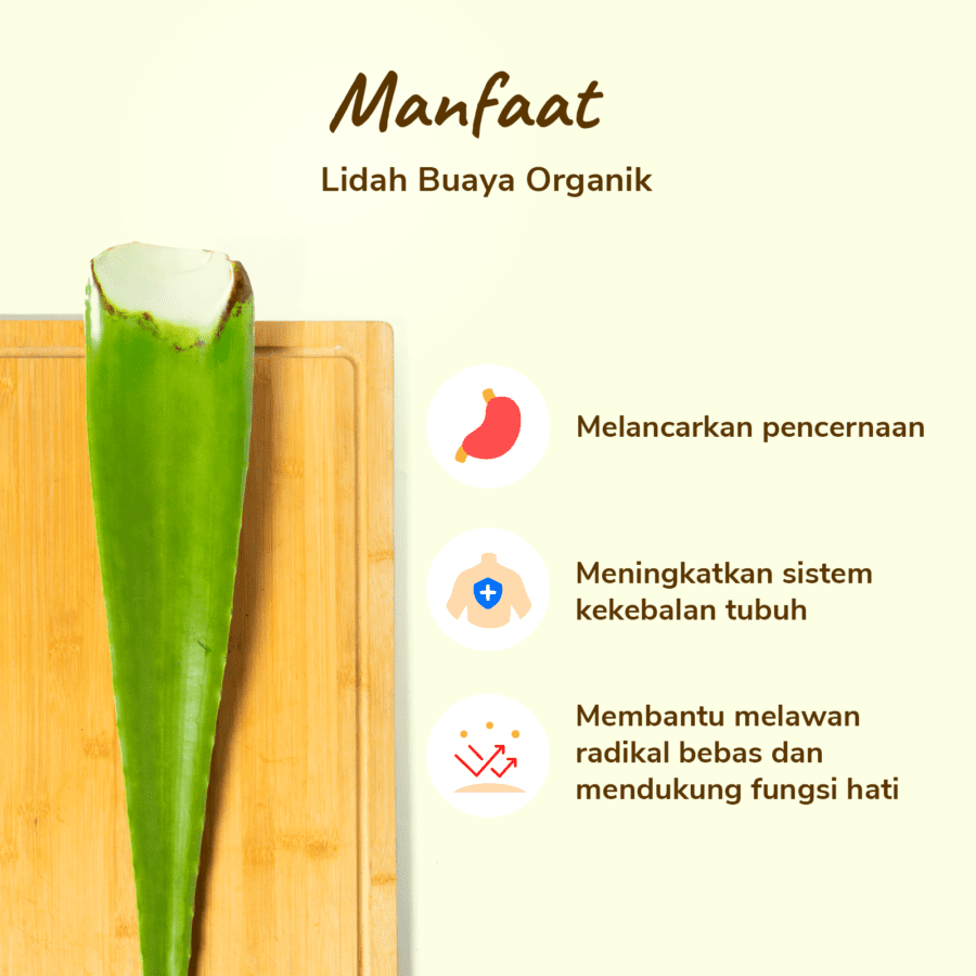 Lidah Buaya Organik 400-600gram