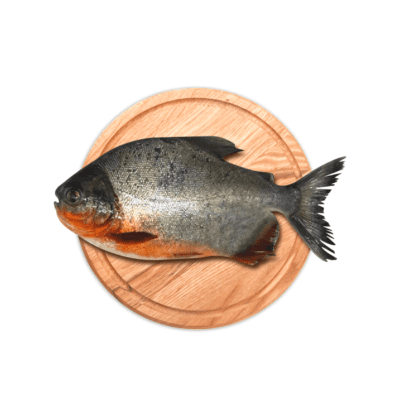Ikan Bawal Tawar
