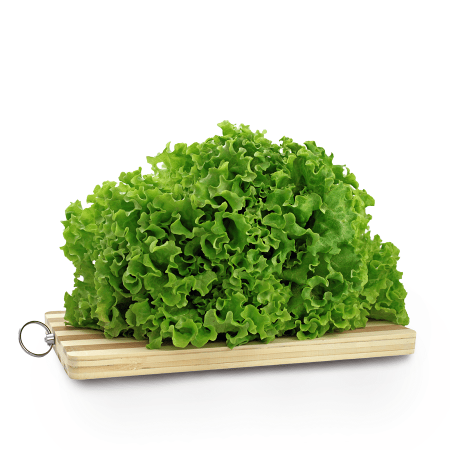 Selada Keriting Konvensional Astro Farm 100gram