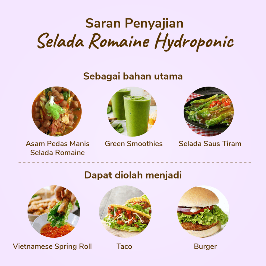 Selada Romaine Hydroponic Astro Farm 200gram