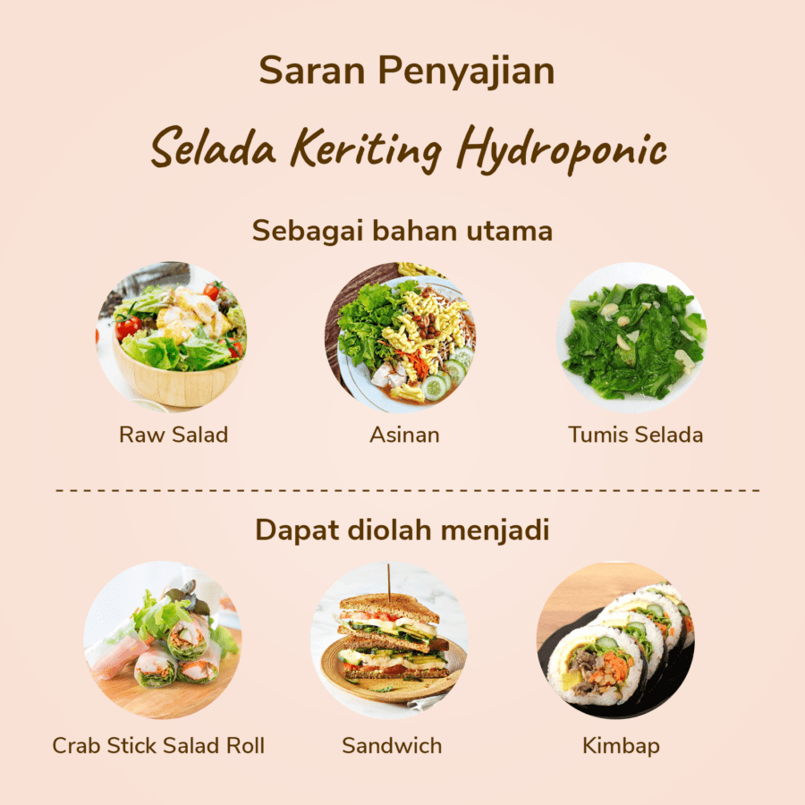 Selada Keriting Hydroponic Astro Farm 100gram