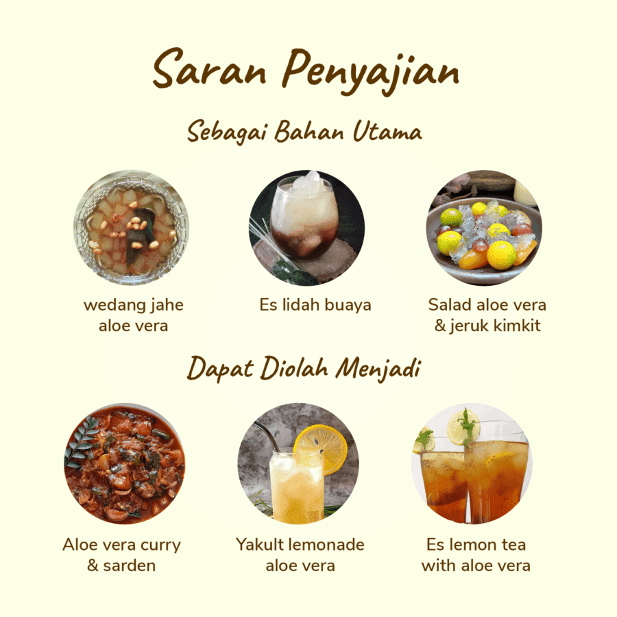 Lidah Buaya Organik 400-600gram