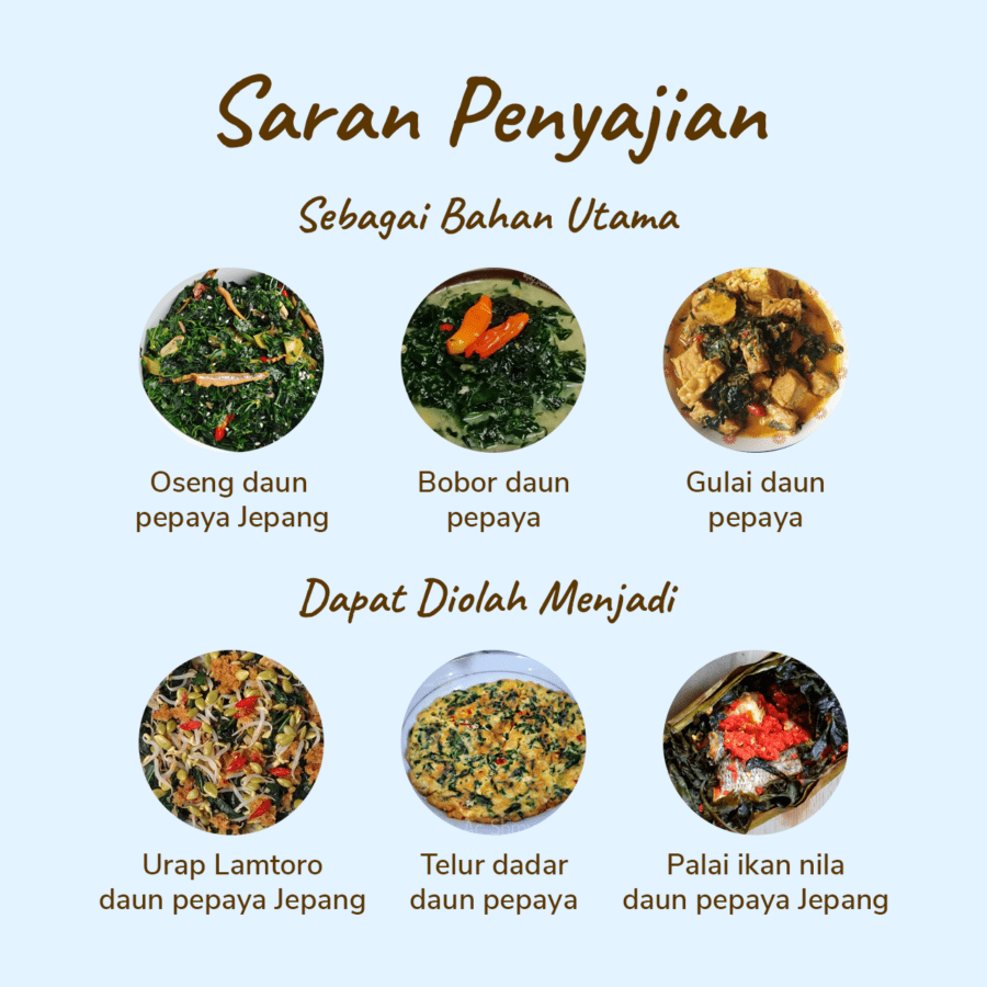 Daun Pepaya Jepang Astro Farm