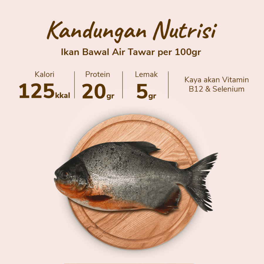 Ikan Bawal Tawar 480-520gram