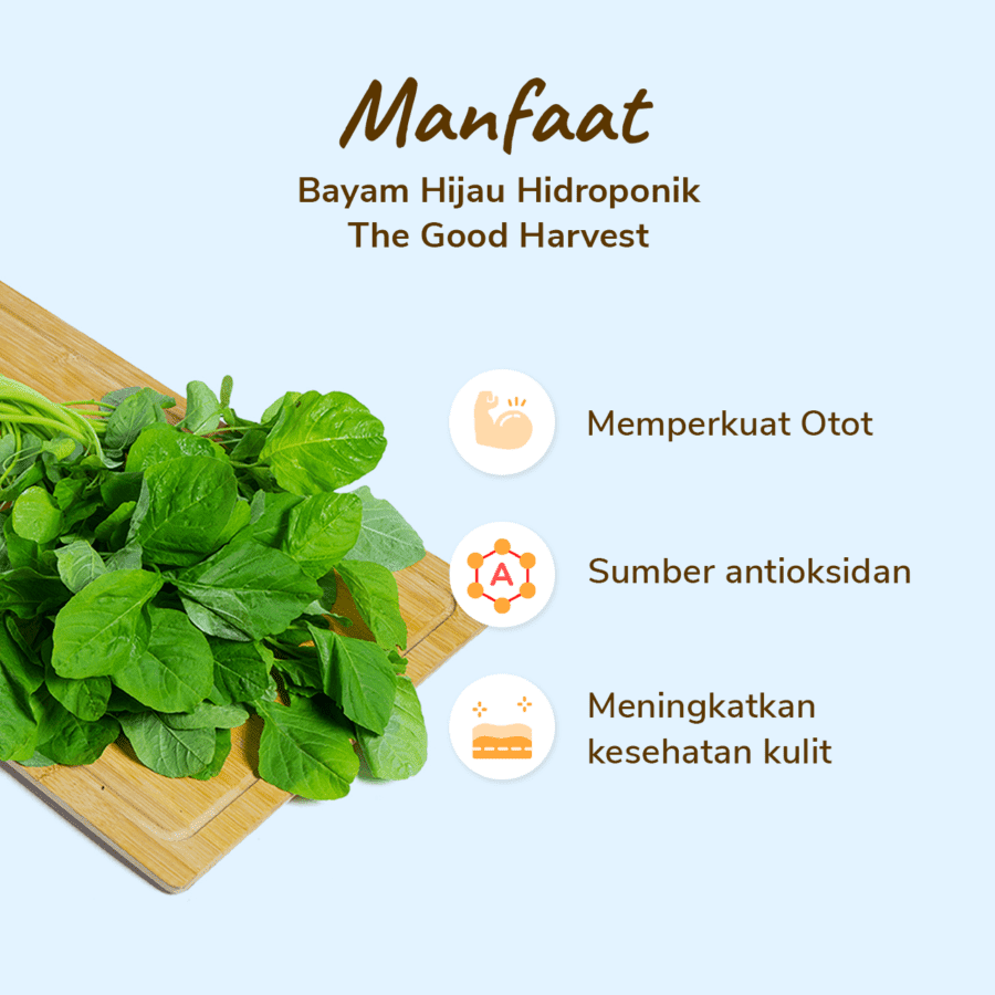 The Good Harvest Bayam Hijau Hidroponik 250gram