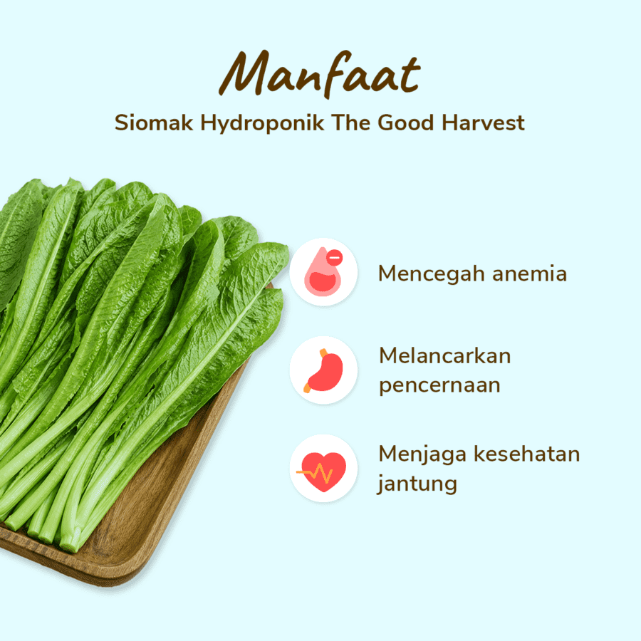 The Good Harvest Siomak Hidroponik 250gram