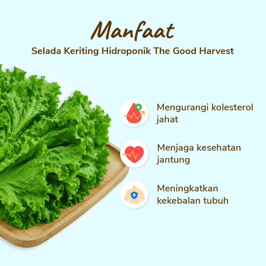 The Good Harvest Selada Keriting Hidroponik 250gram
