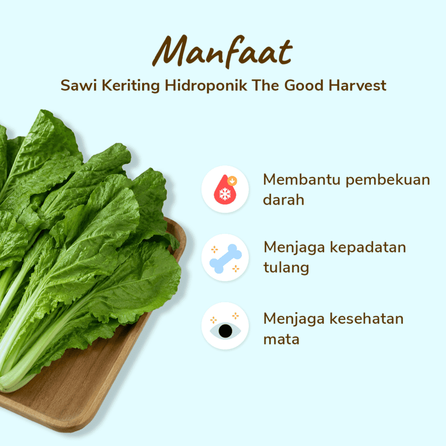 The Good Harvest Sawi Keriting Hidroponik