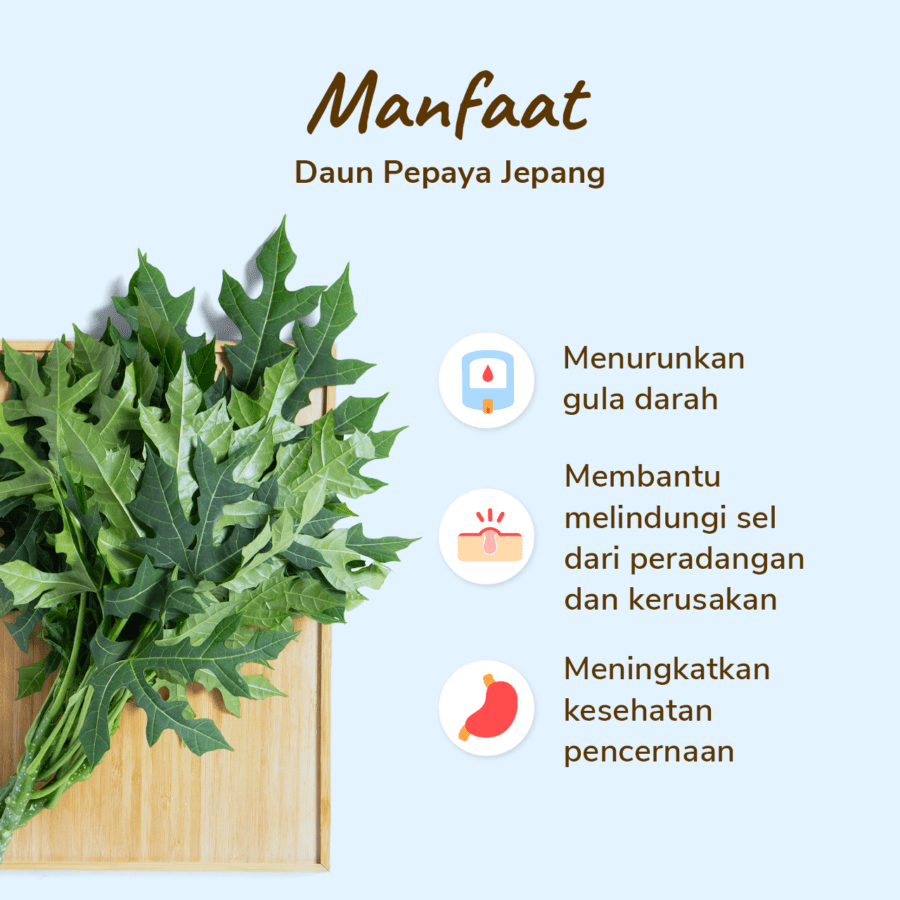 Daun Pepaya Jepang Astro Farm