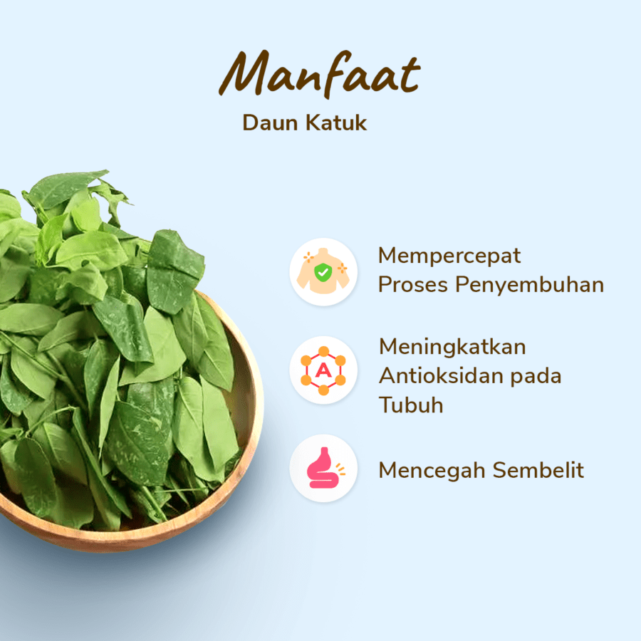 Daun Katuk Konvensional Astro Farm 200gram