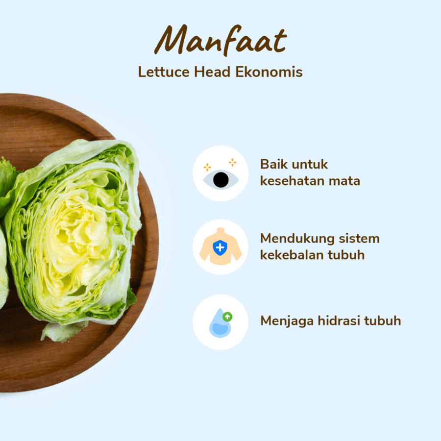 Lettuce Head Ekonomis Astro Farm