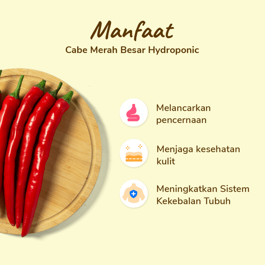 Cabe Merah Besar Hidroponik Astro Farm 100gram