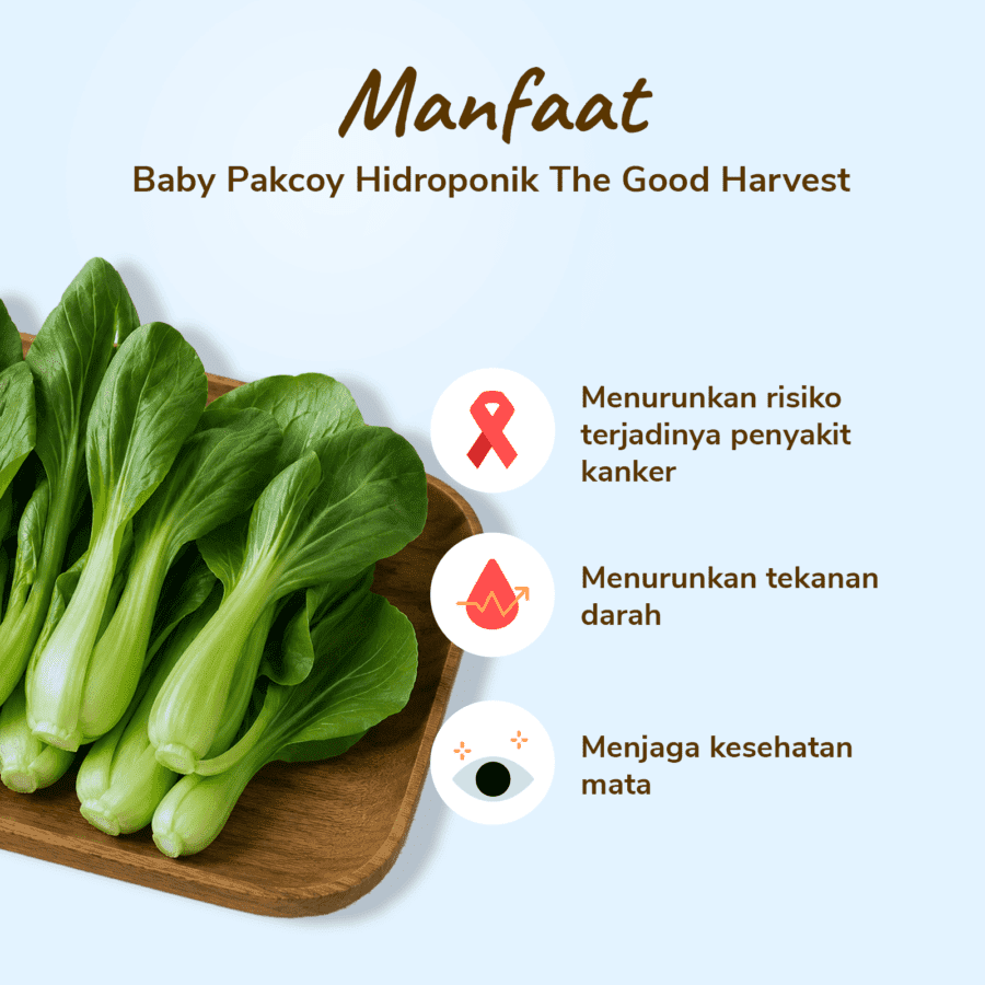 The Good Harvest Baby Pakcoy Hidroponik