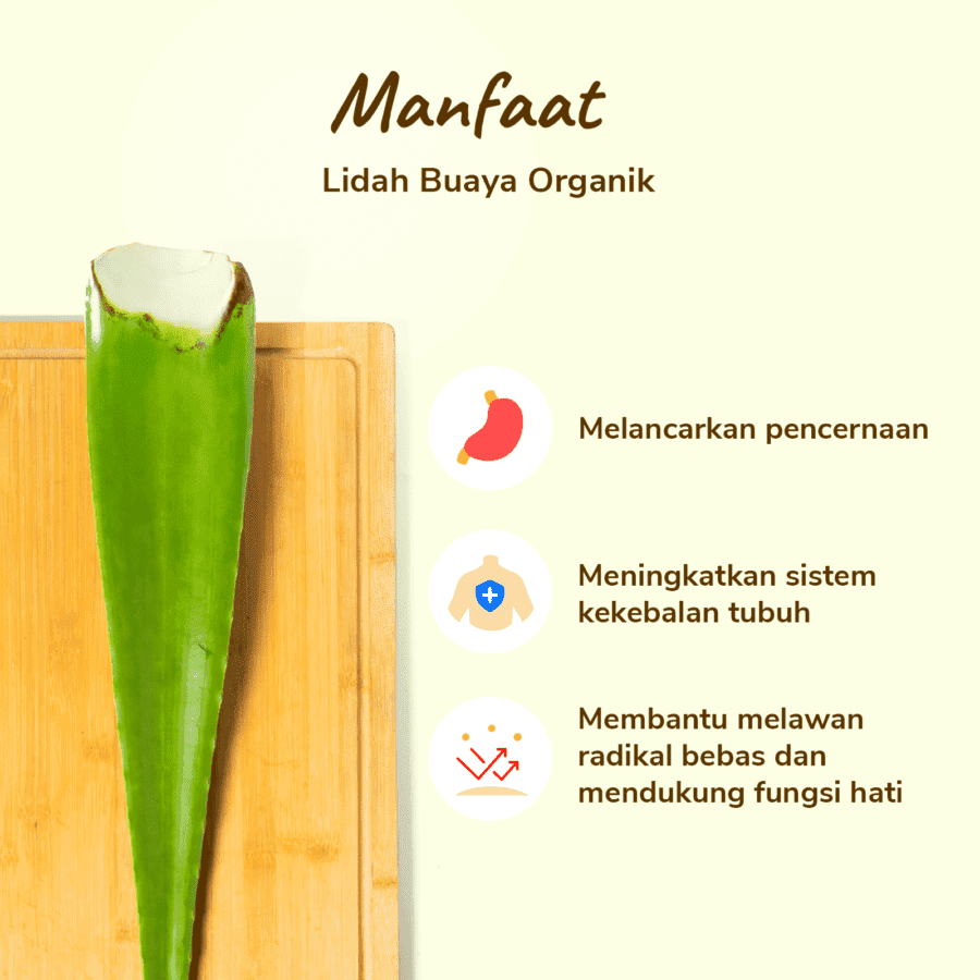 Lidah Buaya Organik 400-600gram