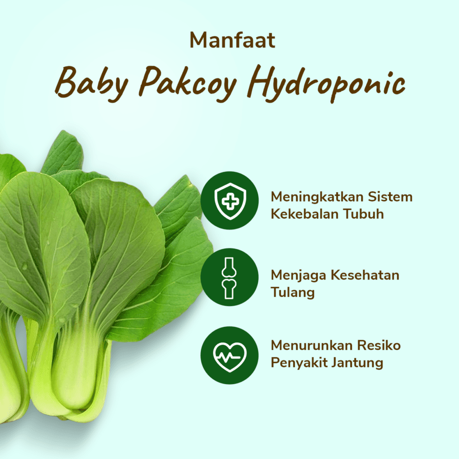 Baby Pakcoy Hydroponic Astro Farm 200gram