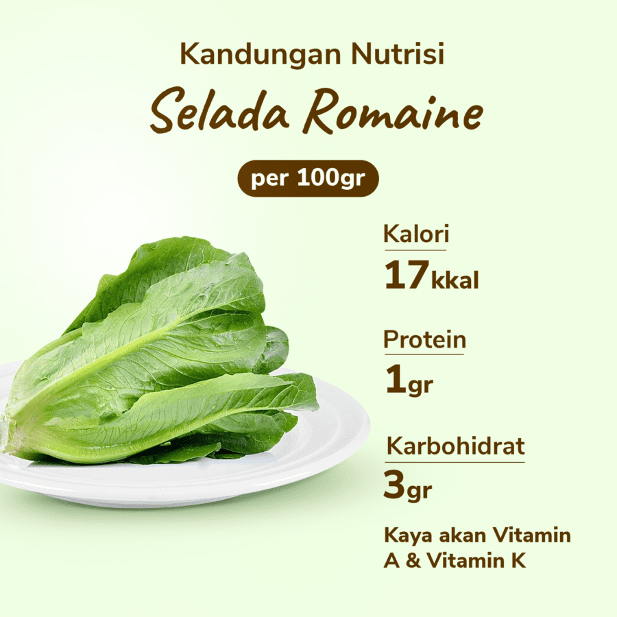 Selada Romaine Konvensional Astro Farm 100gram