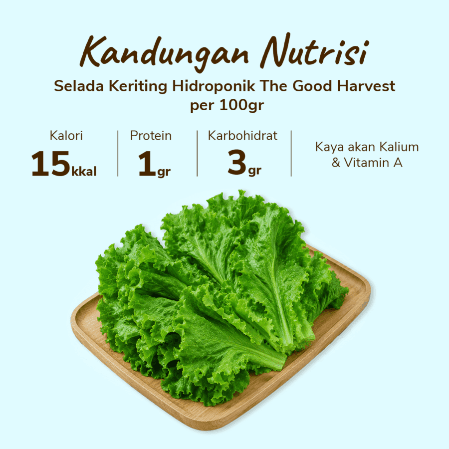 The Good Harvest Selada Keriting Hidroponik 250gram