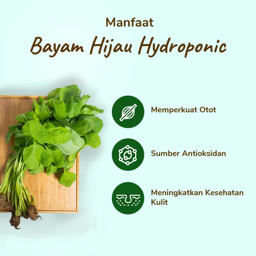 Bayam Hijau Hydroponic Astro Farm 200gram