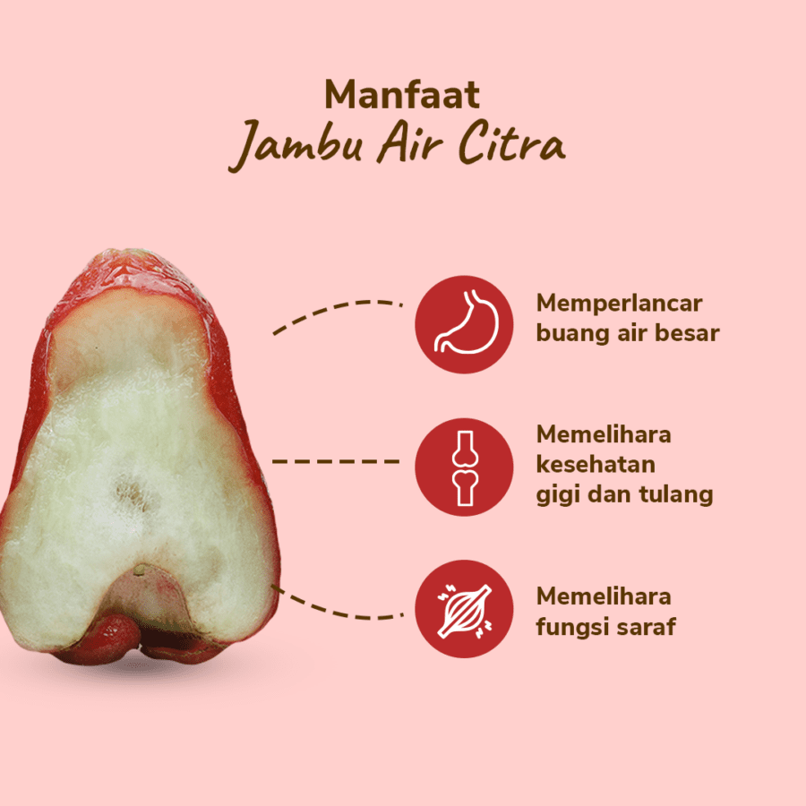 Jambu Air Citra Astro Farm 3 pcs 200-300gram