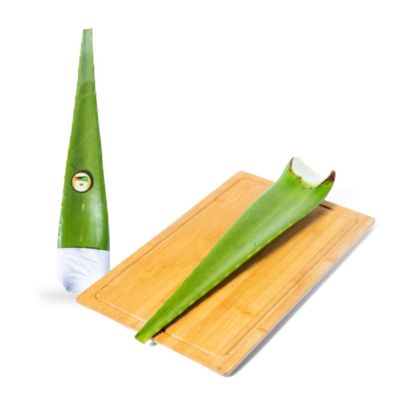 Lidah Buaya Organik