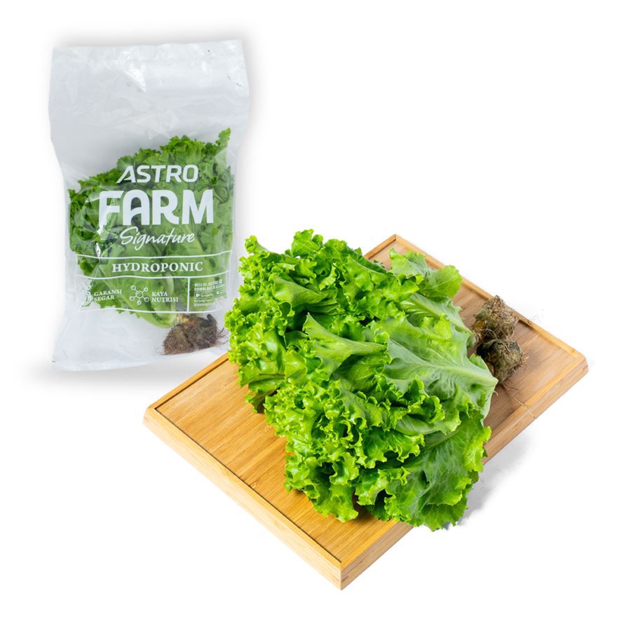 Selada Keriting Hydroponic Astro Farm 200gram