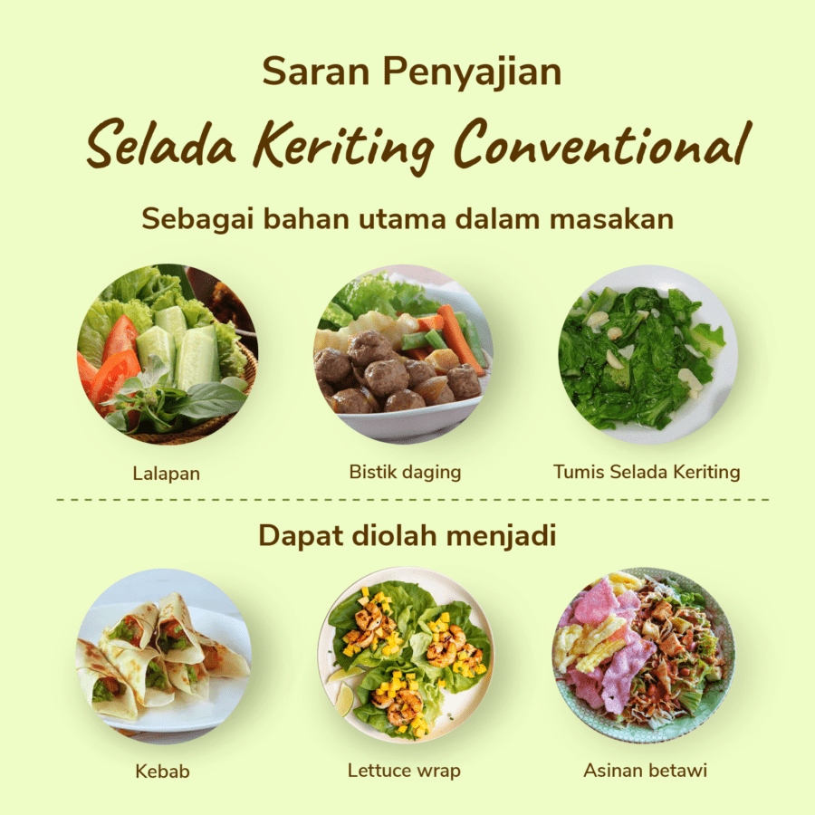 Selada Keriting Konvensional Astro Farm 100gram